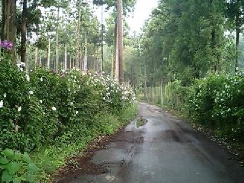 �J�̓��̏���